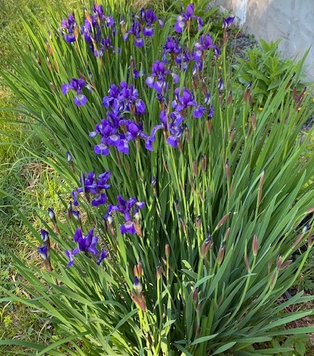 Irises!